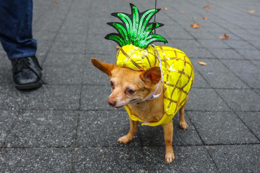 dog in pineapple costume